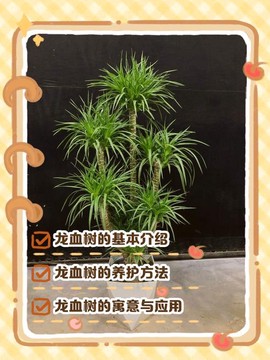 迷你世界龙血树怎么长