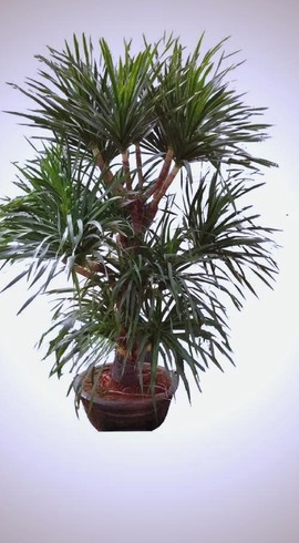 迷你世界龙血树怎么长[图1]